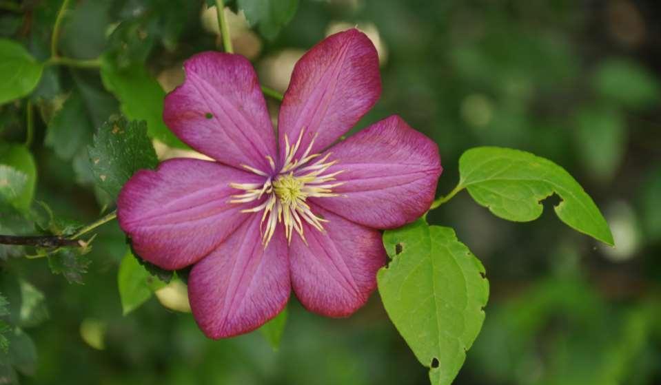 Clematis