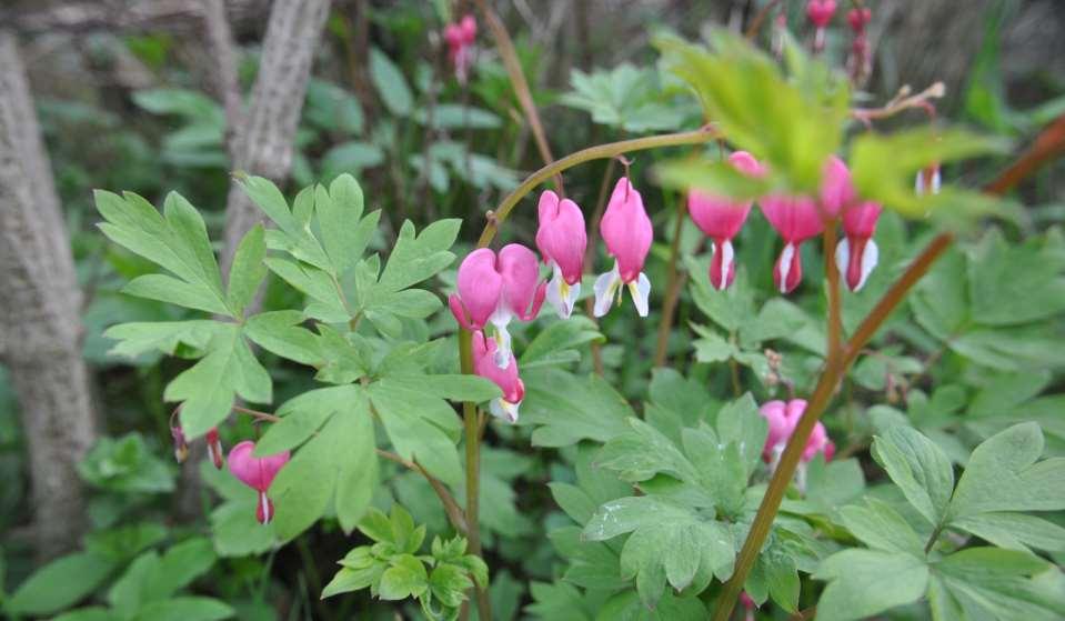 Dicentra