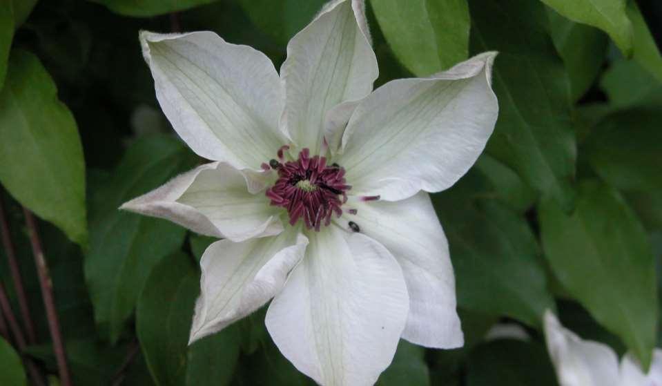 Clematis