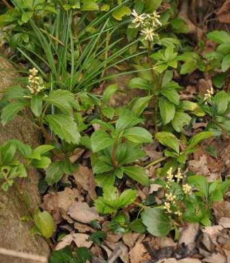 World of Plants Sources for Botanical Courses Řád Buxales** Family Buxaceae monoecious evergreen herbs to small trees distribution: very