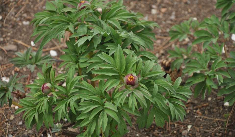 Paeonia