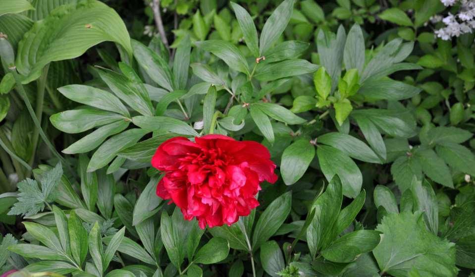 Paeonia officinalis