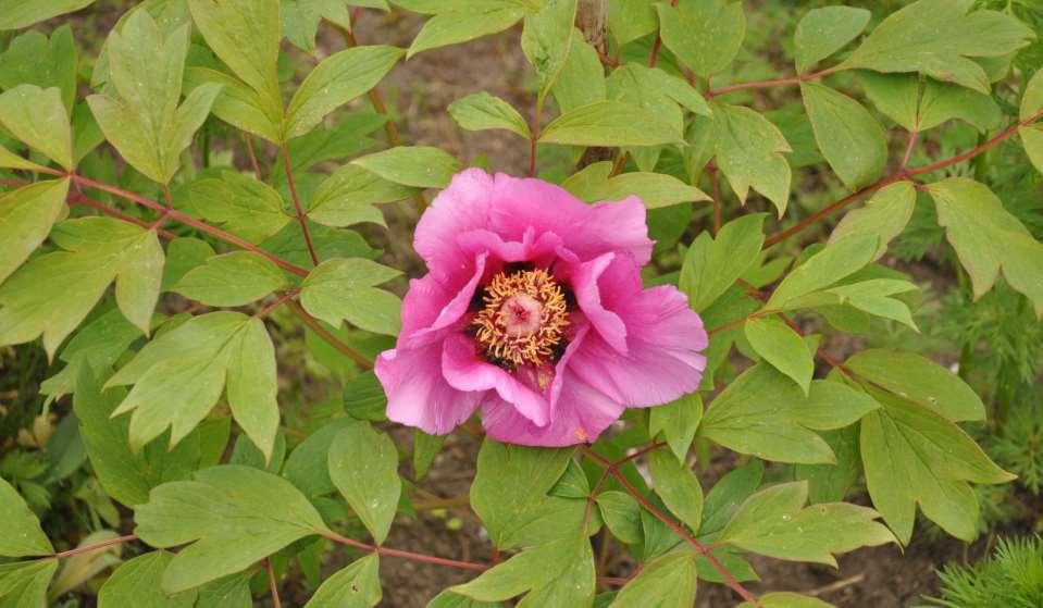 Paeonia suffruticosa Hybridní druh, na němž se podílí v přírodě zřejmě vyhynulý