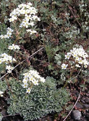 Řád Saxifragales Čeleď Saxifragaceae (lomikamenovité) byliny i keře listy střídavé nebo vstřícné, někdy růžicovitě