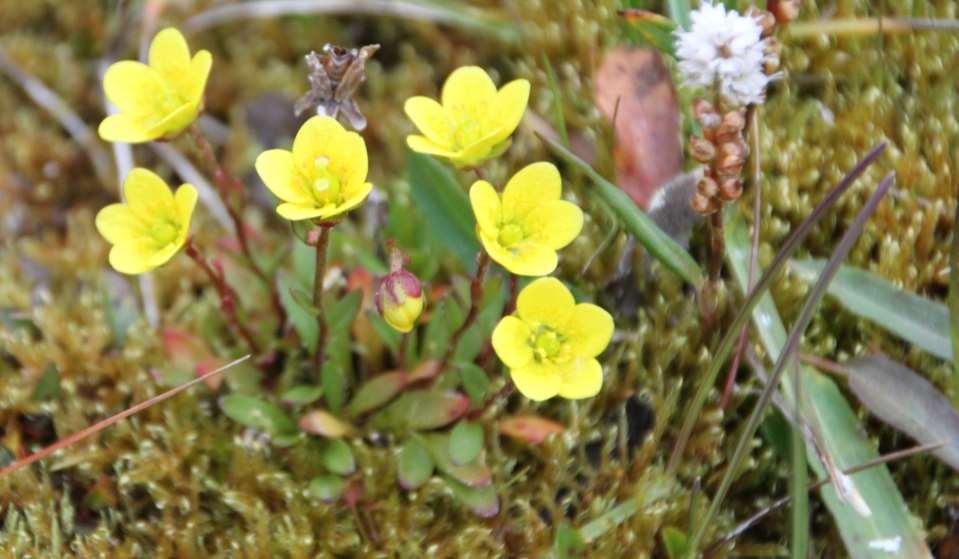 Bjoertvedt (CC BY-SA 3.0) Saxifraga hirculus https://upload.wikimedia.