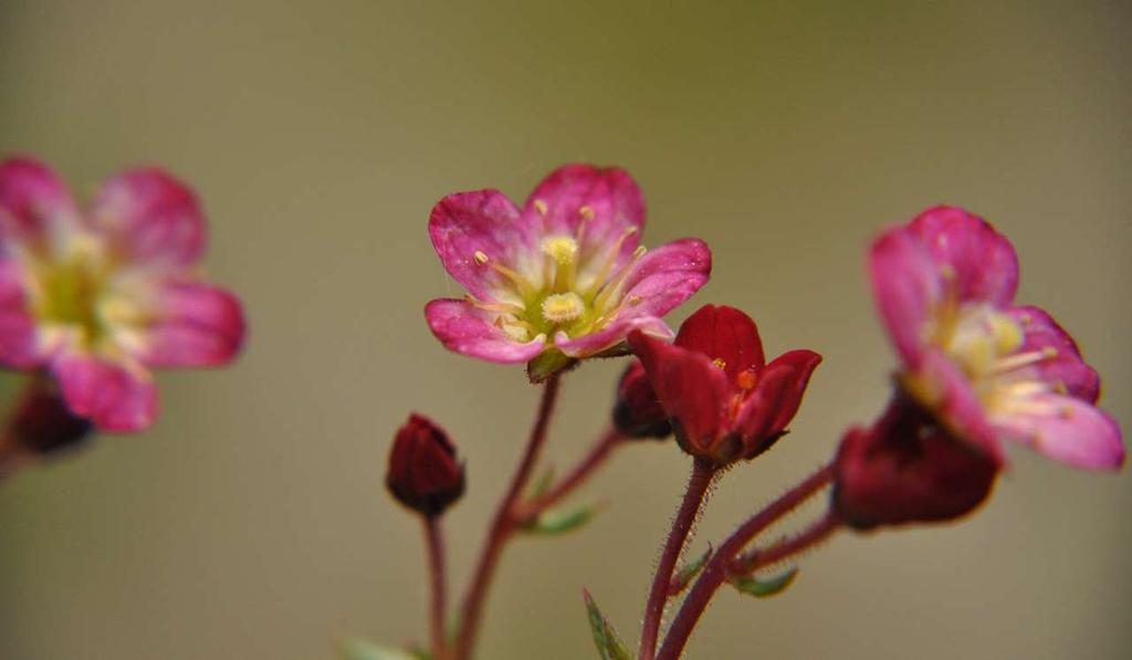 Saxifraga