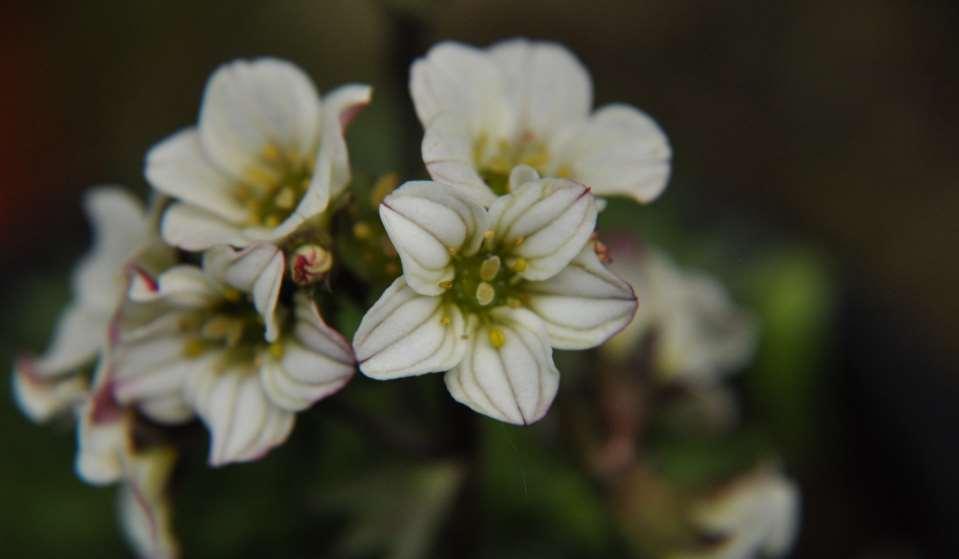 Saxifraga