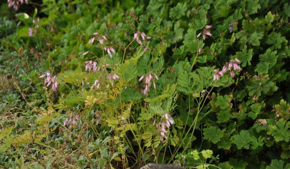 Dicentra