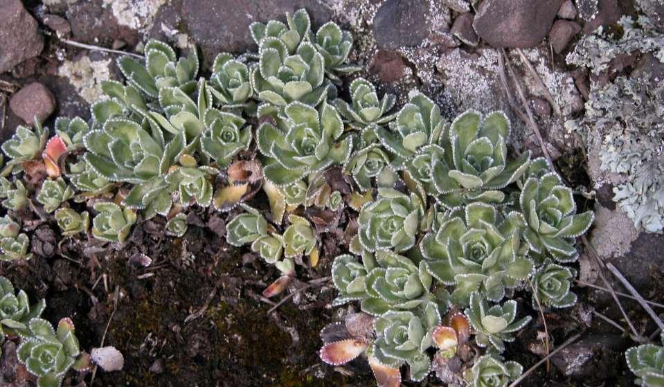 Saxifraga