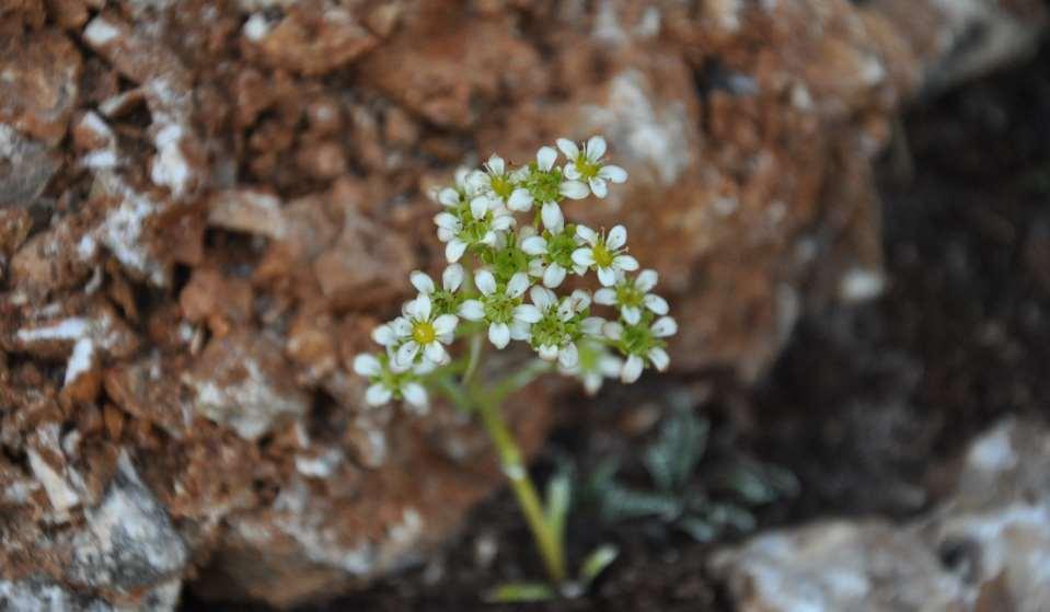 Saxifraga