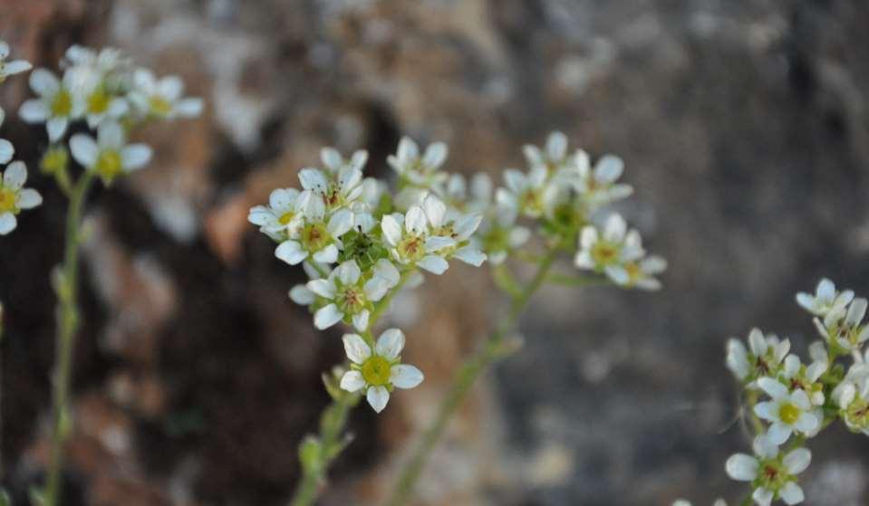 Saxifraga