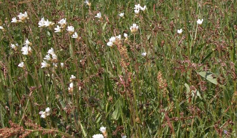 Saxifraga granulata (lomikámen zrnatý) roste hojně