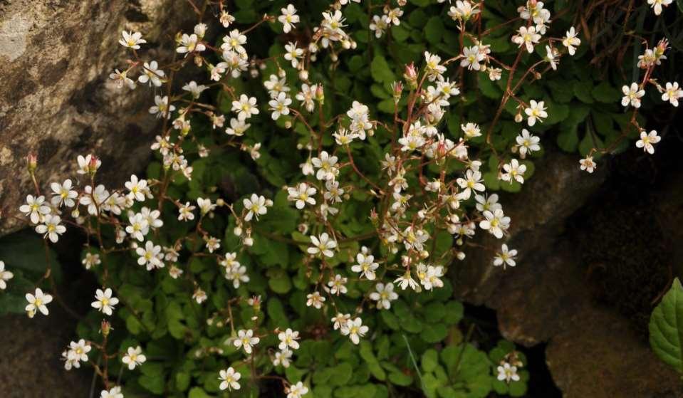 Saxifraga cuneifolia hory J a stř.