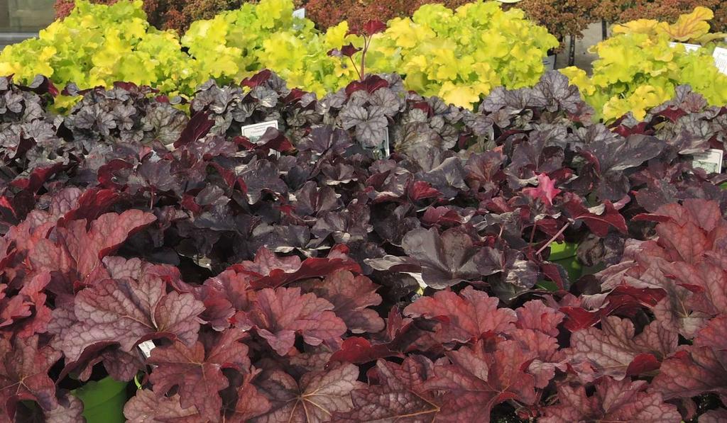 Heuchera