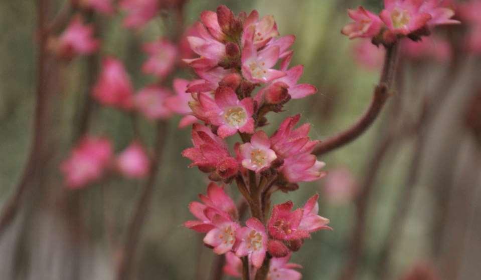 Heuchera