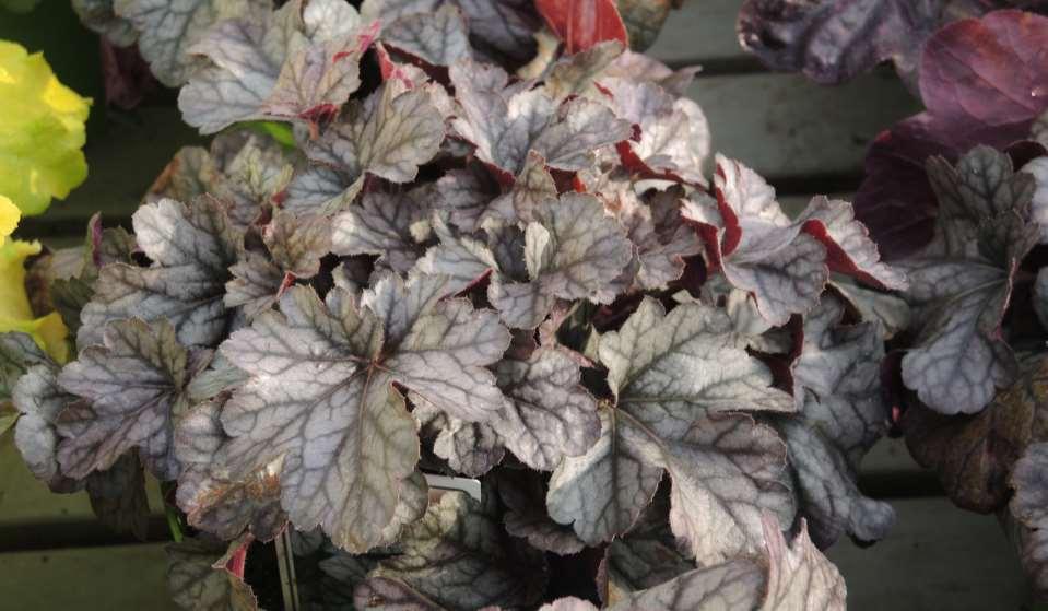 Heuchera