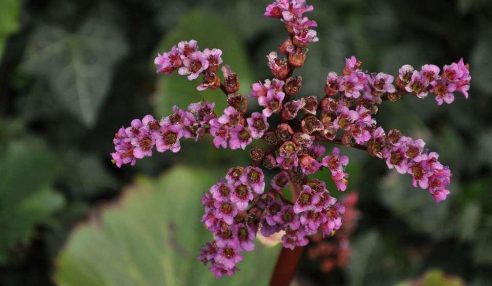 Bergenia