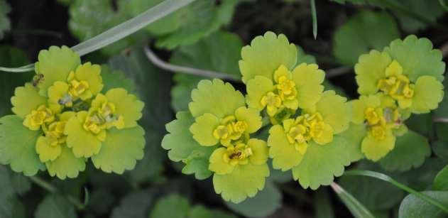 Řád Saxifragales Čeleď Saxifragaceae (lomikamenovité)* Chrysosplenium alternifolium