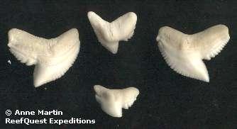 Chondrichthyes