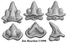 Chondrichthyes chrup dignathní heterodoncie - Carcharhinus (horní>dolní), Hexanchus (naopak) monognathní heterodoncie
