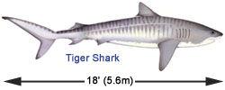 Chondrichthyes trávicí soustava svalnatý hltan - prostorný žaludek - střevo se spirální řasou - kloaka velká játra a žlučník (10-33% m těla) - vysoký obsah lipidů,