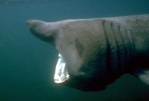 příjem potravy Chondrichthyes planktonofágové: Cetorhinus maximus - ž.
