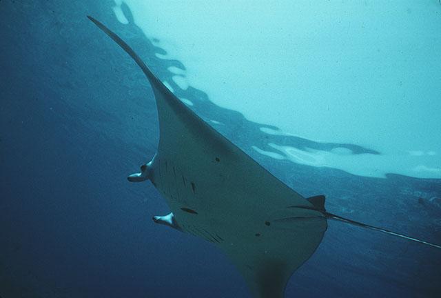 příjem potravy Manta birostris -