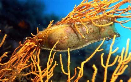 Chondrichthyes oviparní - 33%, 5