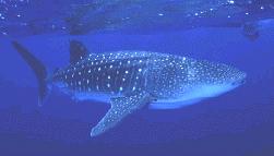 Orectolobiformes (31) nozdrovousí, malotlamci systém Rhincodon typus - ž.