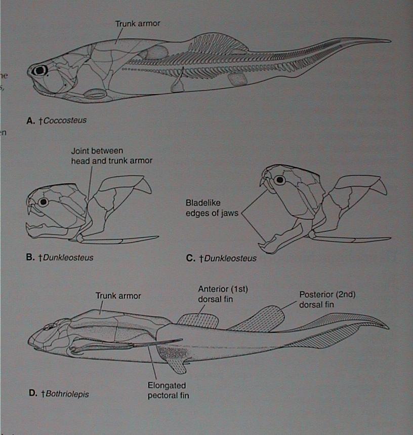 Placodermi - pancířnatci Arthrodira - kloubnatci párový kloub spojující hlavový a trupový pancíř bez zubů, ale čelisti měly ostré hrany nebo z nich vybíhaly kostěné výrůstky pohyb při dně