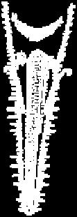 Pristiophoriformes