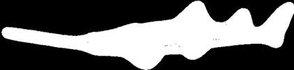 Torpediniformes - parejnoci,