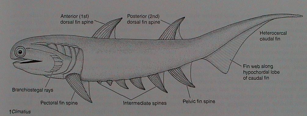 ACANTHODII - TRNOPLOUTVÍ Směs primitivních znaků a znaků podobným rybám Climatius (silur -devon), Acanthodes (ordovik - perm) Placodermi Chondrichthyes Acanthodii Actinopterygii Sarcopterygii 10-30