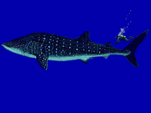 CHONDRICHTHYES Počet druhů 1091, čeledí