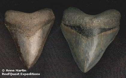 Carcharodon megalogon (15 m) Min: