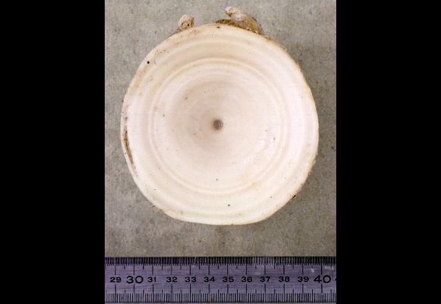 MORFOLOGIE plakoidní šupiny (acelulární kost + dentin + enemailoid), zuby chrupavčitá kostra