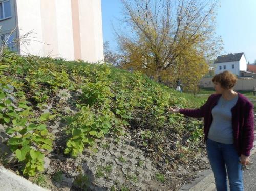 Téma č. 2: ŽIVOTNÍ PROSTŘEDÍ Podmínka č. 6 Likvidovat většinu ploch s invazivními rostlinami na území města 1.