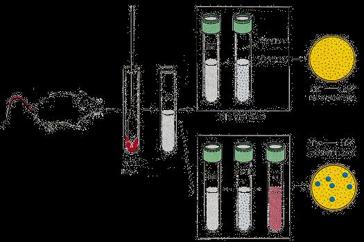 Detekce promutagenů- Amesův test s