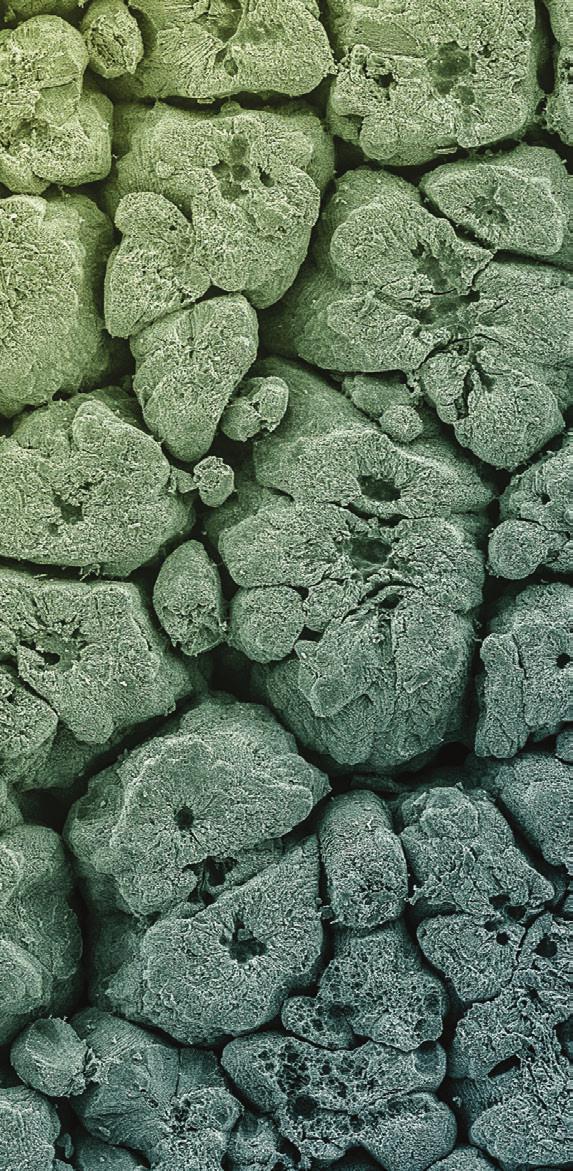 4 Jaká je moderní biologie? Biologie je přírodní věda a jako taková vždycky byla dobrodružstvím poznání. Na svém počátku si vystačila s prostým popisem znaků.