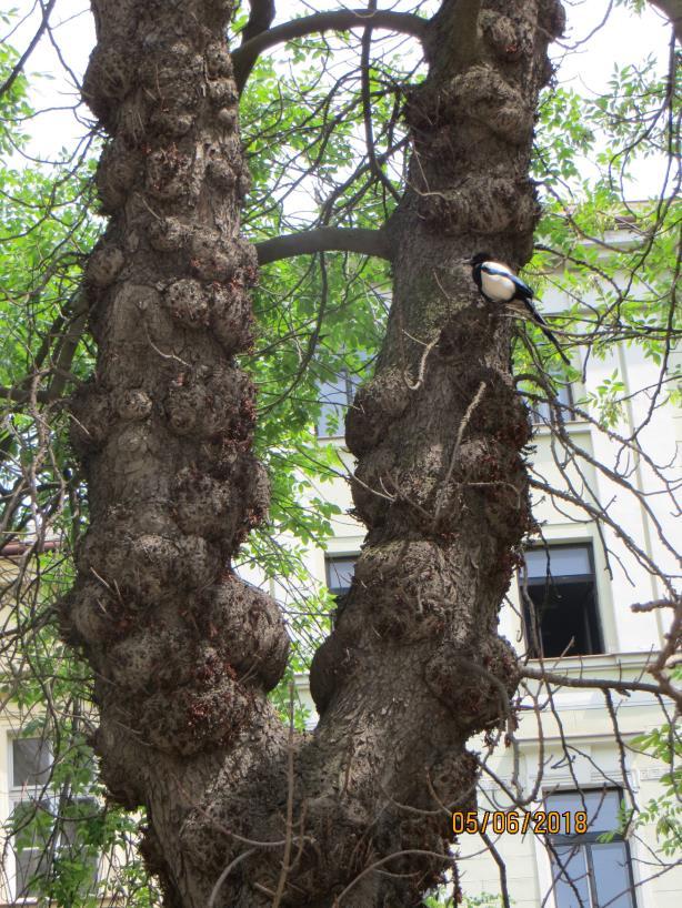 ZNALECKÝ POSUDEK Ve věci stromu Betula pendula Roth a Aesculus  hippocastanum - PDF Stažení zdarma