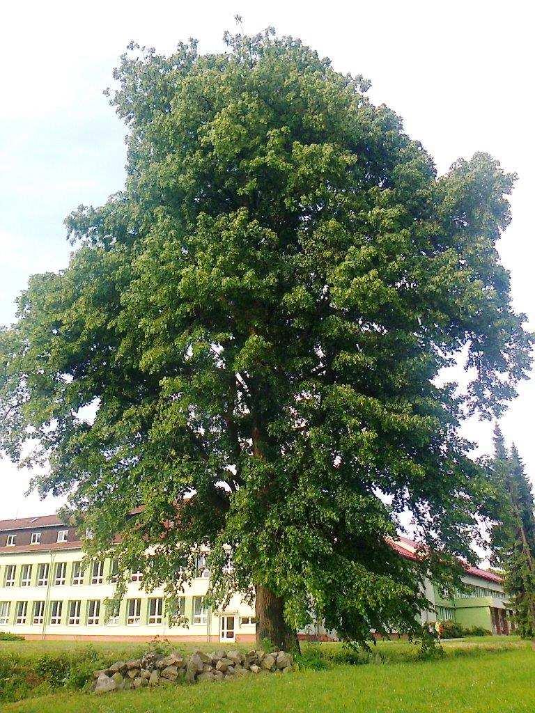 V katastru naší obce jsou v současné době vyhlášeny tyto PAMÁTNÉ STROMY: LIPTÁLSKÁ LÍPA Tilia platyphyllos Scop. lípa velkolistá Rok: Památný strom, vyhlášen 6.