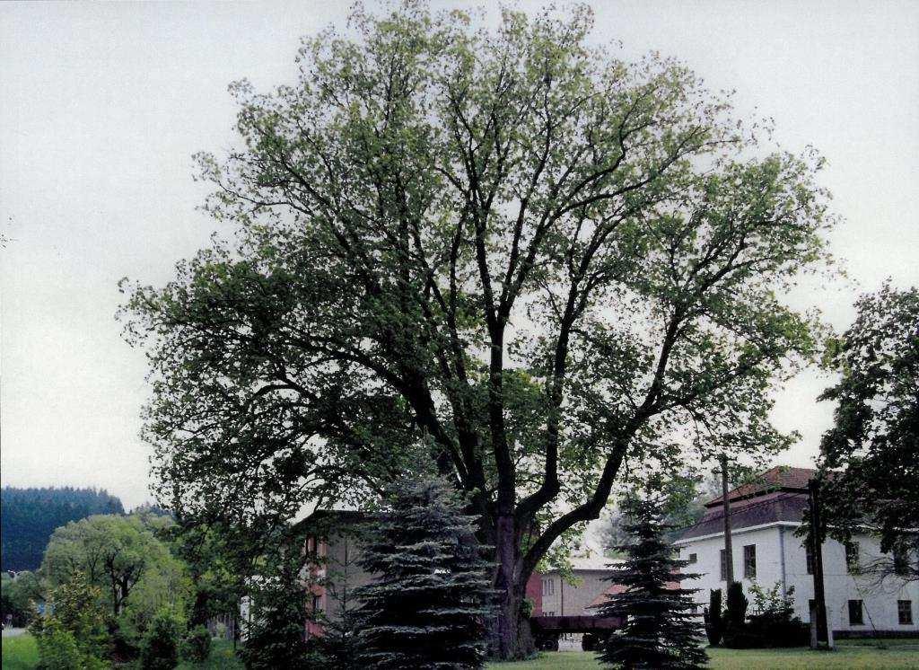 LÍPA U HASIČSKÉ ZBROJNICE Rok: významný strom, pokácen 2008 GPS souřadnice: 49