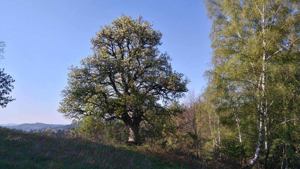 HAJTROVA HRUŠEŇ Pyrus communis L. - hrušeň obecná Rok: Památný strom, vyhlášen 2016, (infotabulka) GPS souřadnice: 49 18'55.966"N, 17 54'7.266"E, nadmořská výška: 565 m n. m. Parcela číslo: 2922, k.