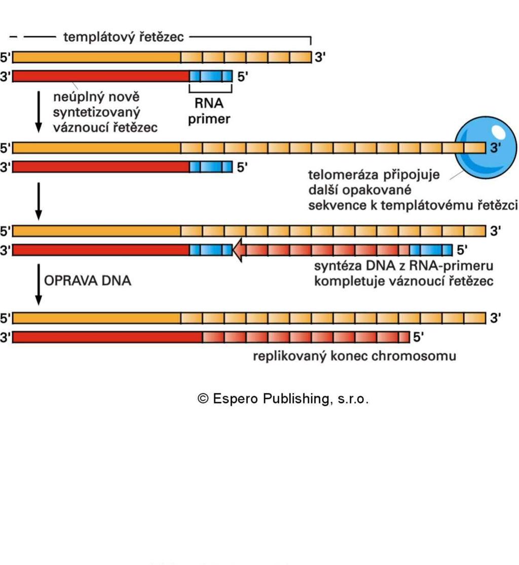 Dokončení syntézy DNA na