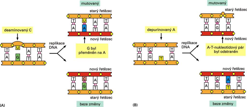 Chemická modifikace nukleotidů dává