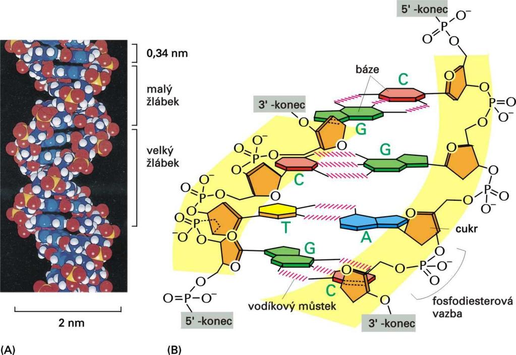 Dvojšroubovice DNA