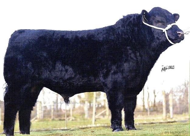 JCT Andy 02 OO: Allencroft New Deal 185C MO: Allencroft JCT Eva 03 101B matka: Knockadrinan Bell V6 OM: Acumen Bold Leader