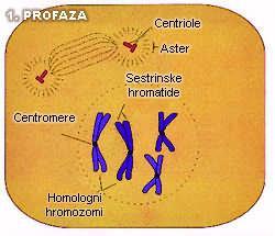 Fáze mitózy Profáze Dělící vřeténko Jádro se zvětšuje Každý chromozom je již tvořen 2 chromatidami Centriola se dělí na 2 části, v cytoplazmě se tvoří