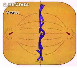 Metafáze Chromozomy se seskupují v ekvatoriální rovině mezi centriolami Přichycují se