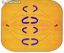 2 chromatidy Vlákny dělícího vřeténka jsou přitahovány chromatidy k centriole k